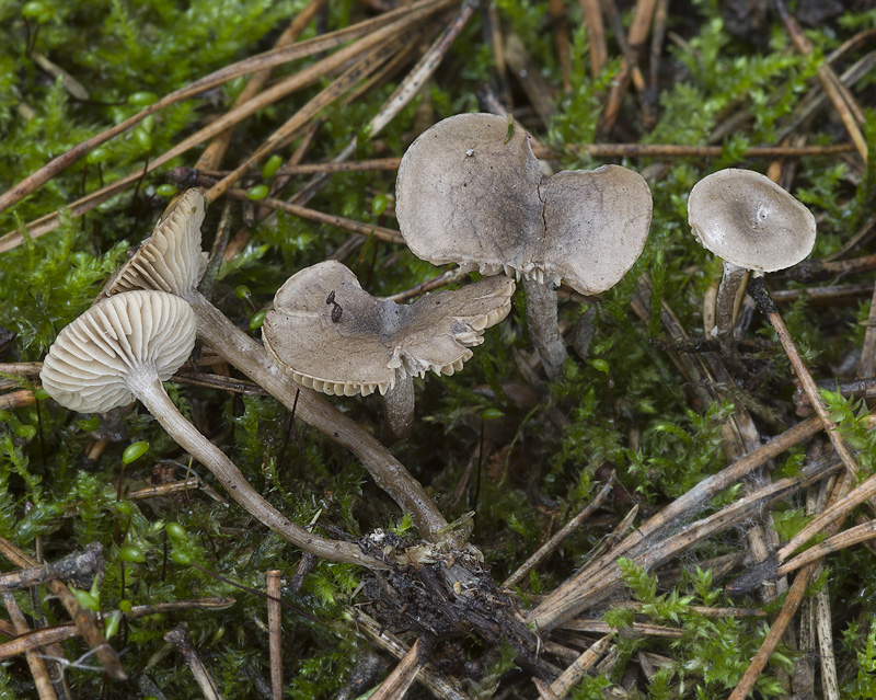 Rhodocybe caelata